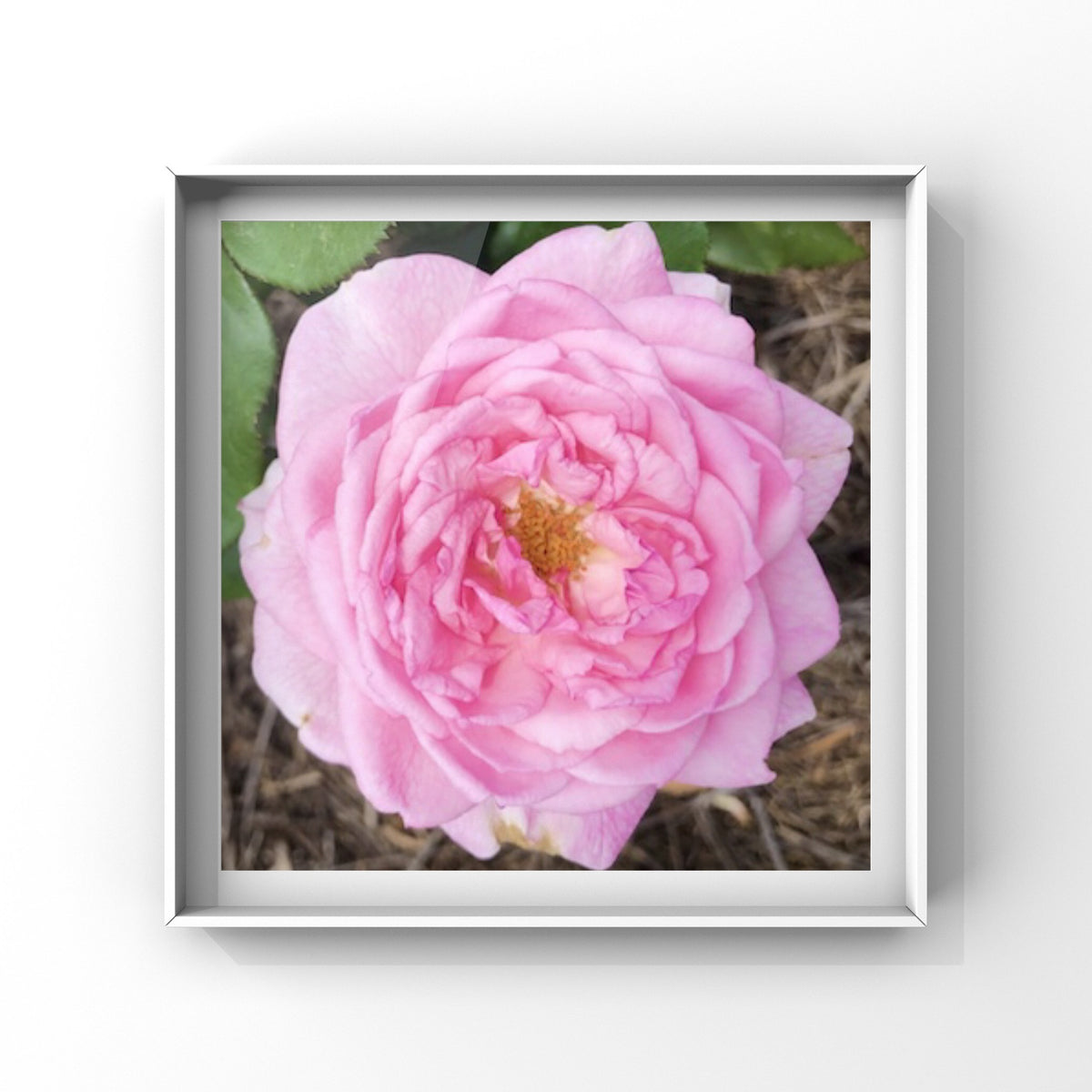Pink Garden Rose Printable Wall Art, Botanical Flower Photography, Digital Download