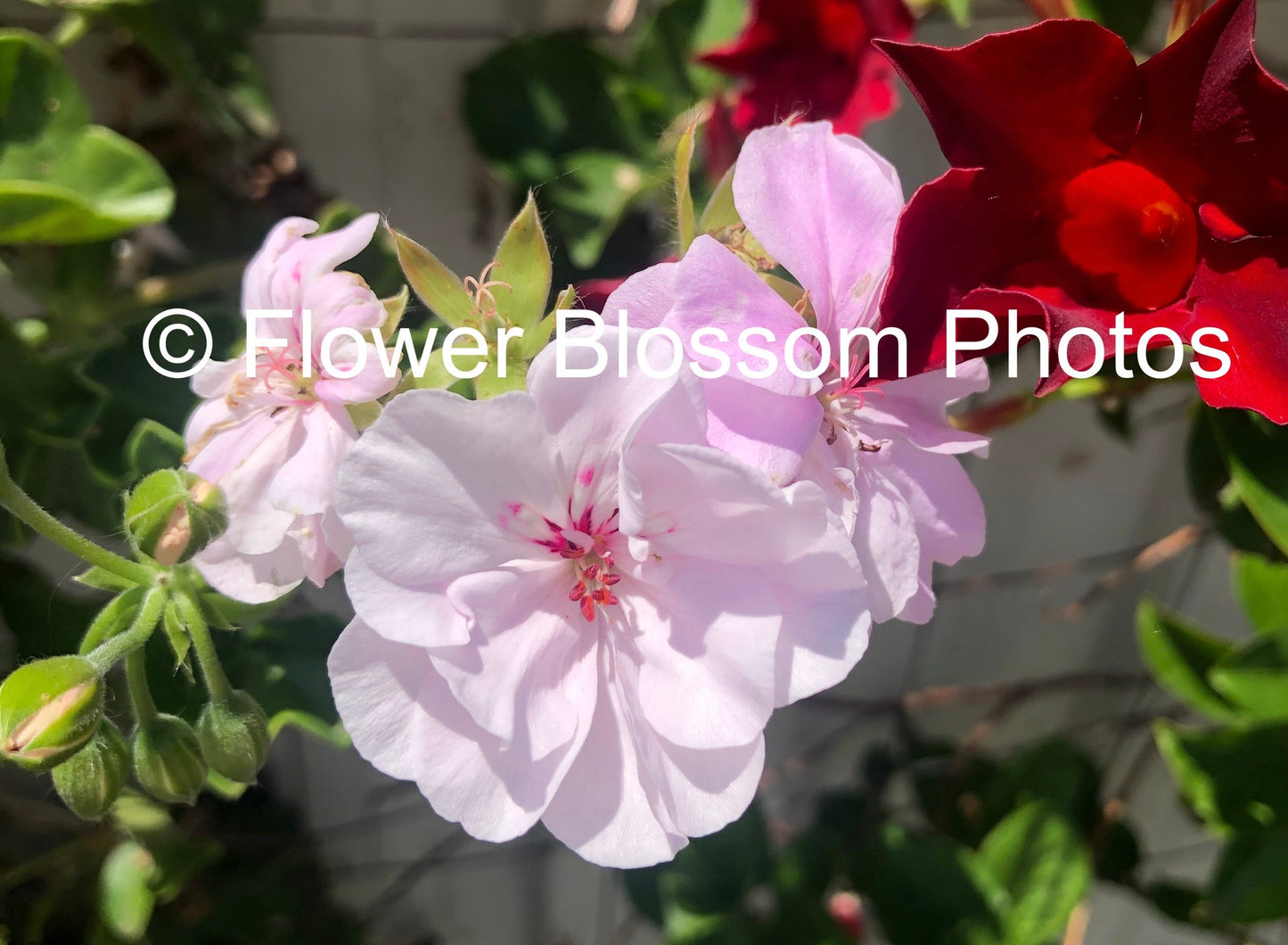 Pink & White Blooms| High-Resolution Digital Image For Commercial Use