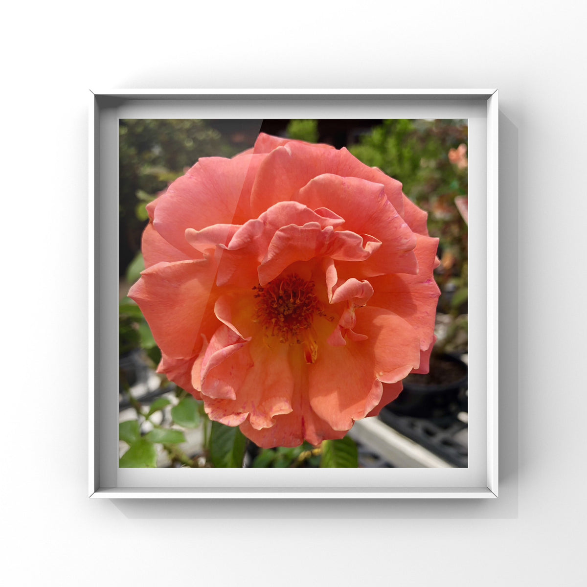Orange Rose Printable Wall Art, Vibrant Botanical Flower Photography, Digital Download