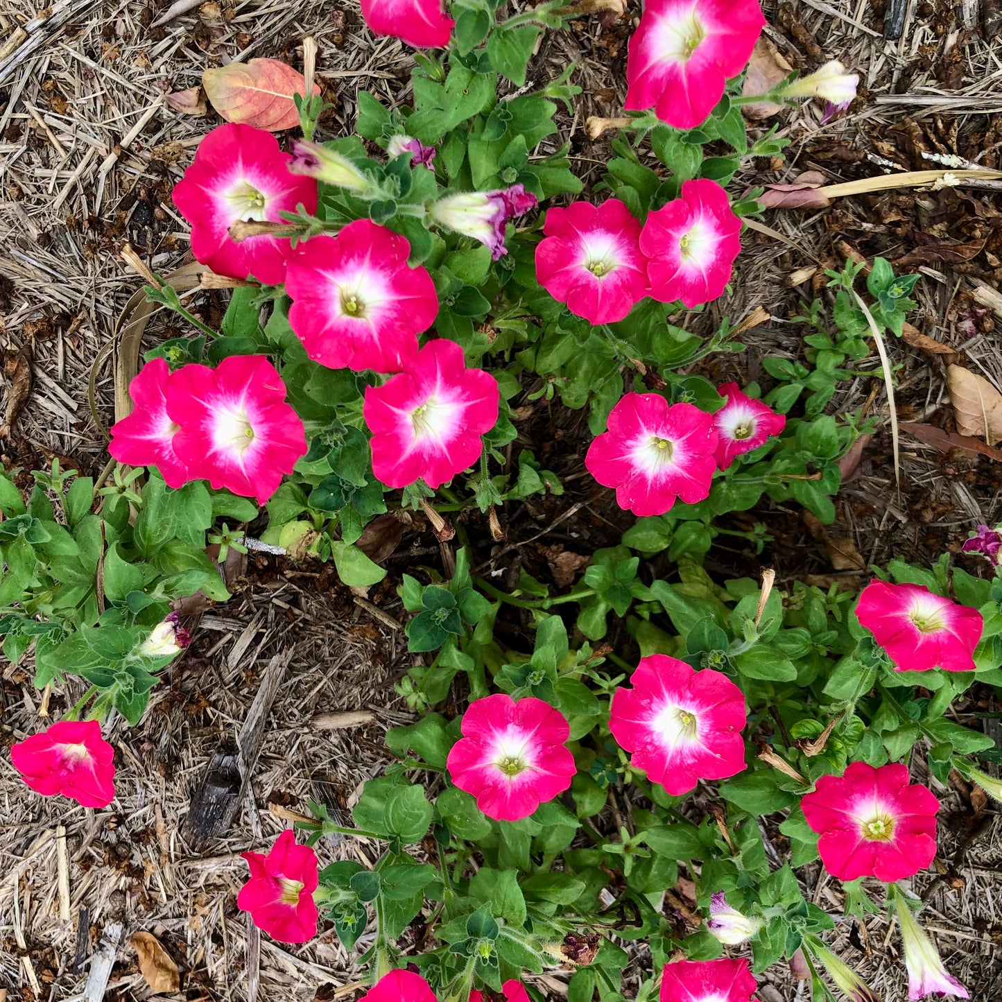 Pink and White Petunia Wall Art Printable, Flower Photography, Soft Garden Bloom Decor, Botanical Digital Download