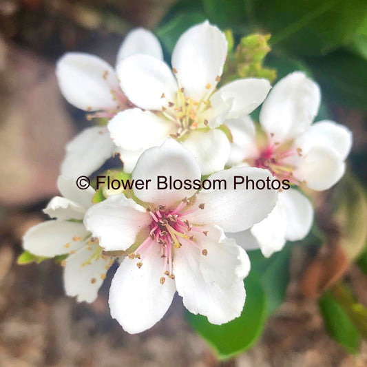 Delightful White Petals | High-Resolution Digital Image For Personal Use