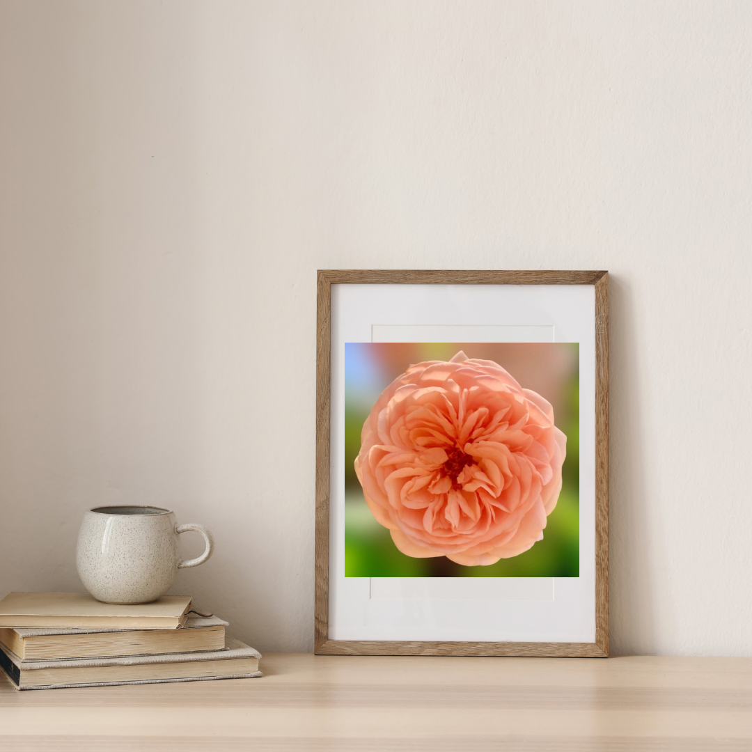 Apricot English Rose Wall Art Printable, Flower Photography, Elegant Botanical Decor, Digital Download