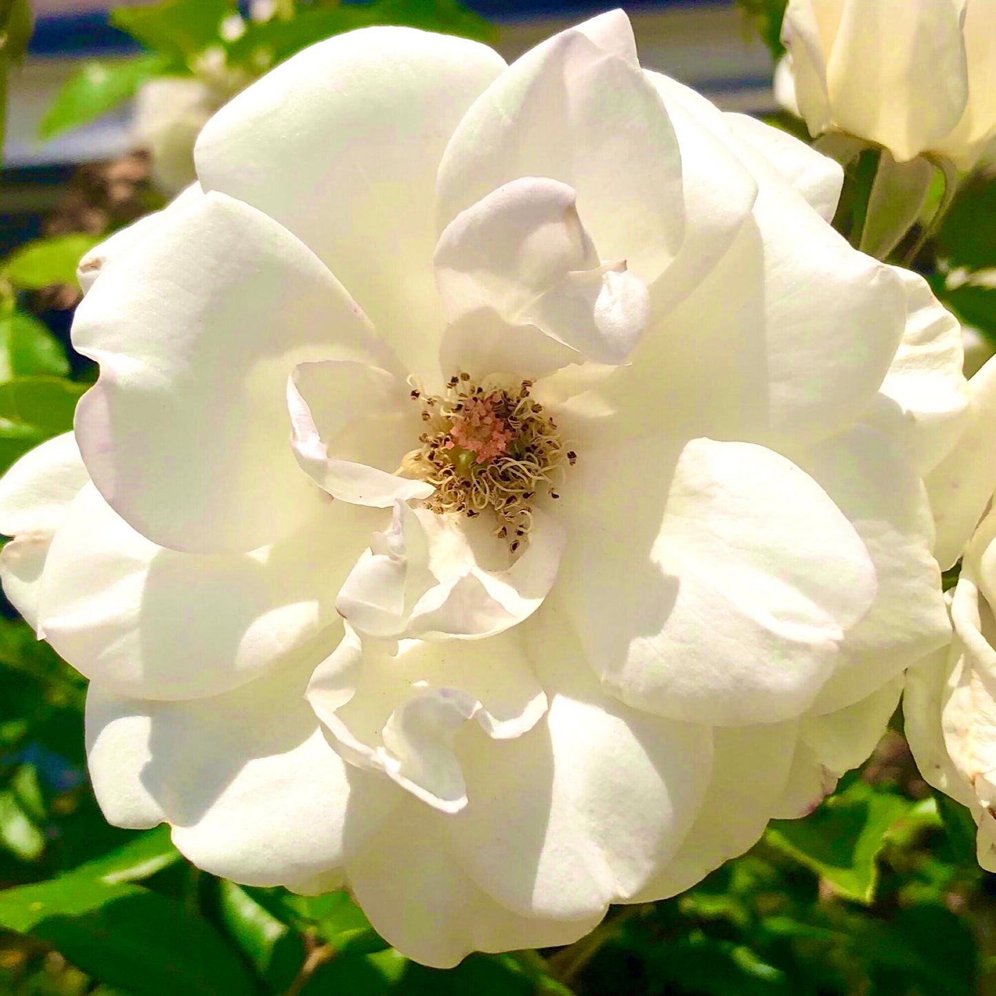 White Iceberg Rose Wall Art Printable, Flower Photography, Elegant Botanical Decor, Digital Download