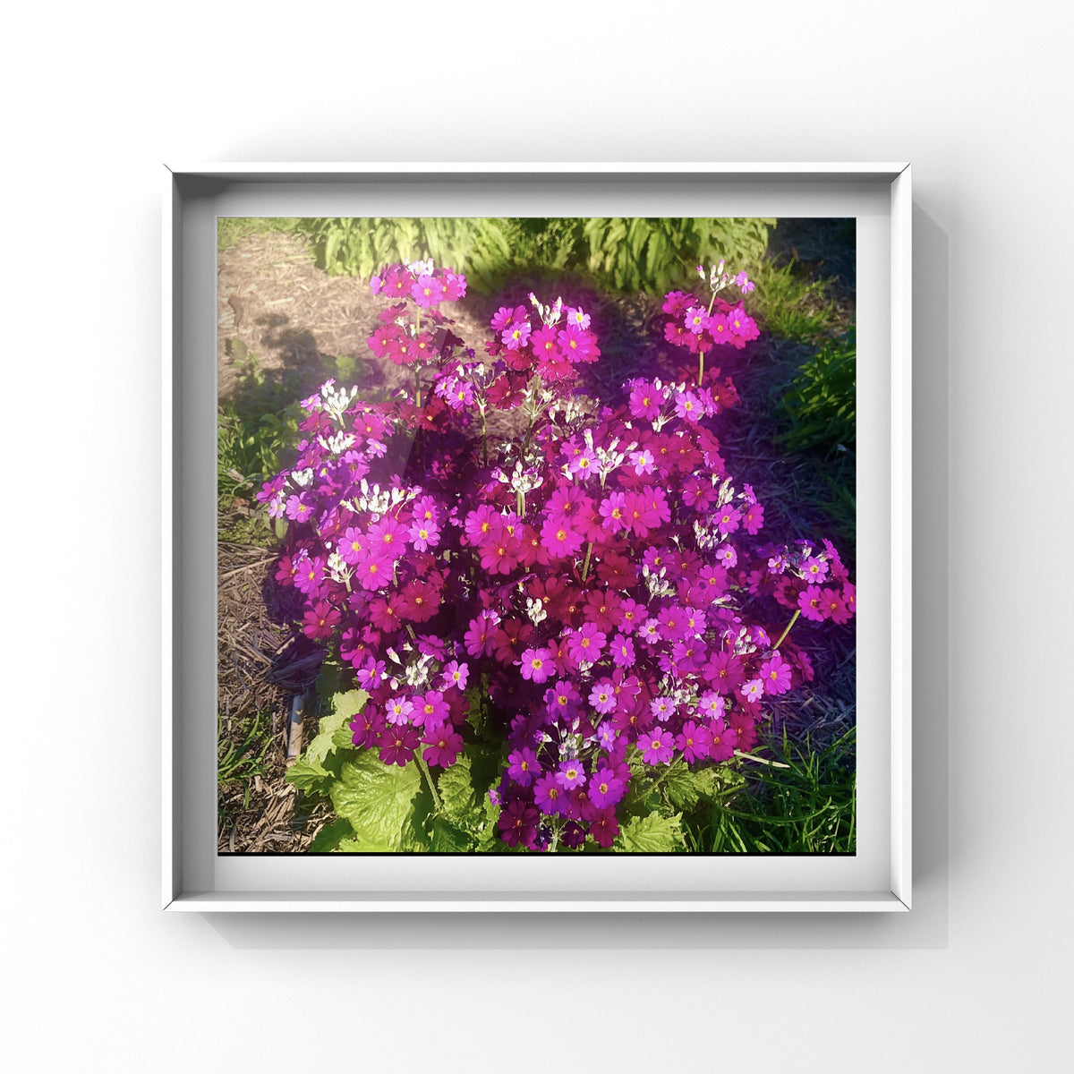 Magenta and Pink Fairy Primrose Flowers Wall Art Printable, Floral Photography, Botanical Decor, Digital Download