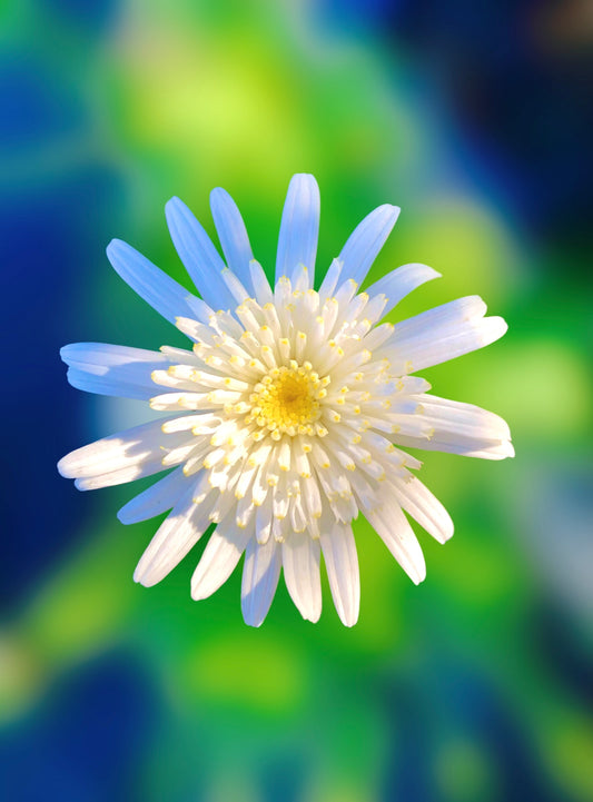Small White Daisy Wall Art Printable, Flower Photography, Elegant Botanical Decor, Digital Download