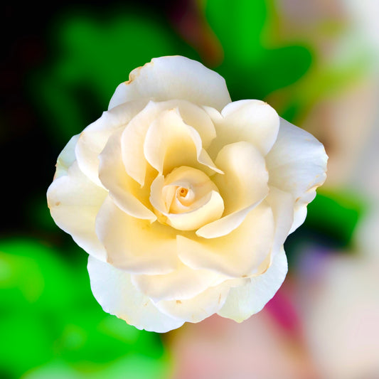 White Rose Wall Art Printable, Flower Photography, Elegant Botanical Decor, Digital Download
