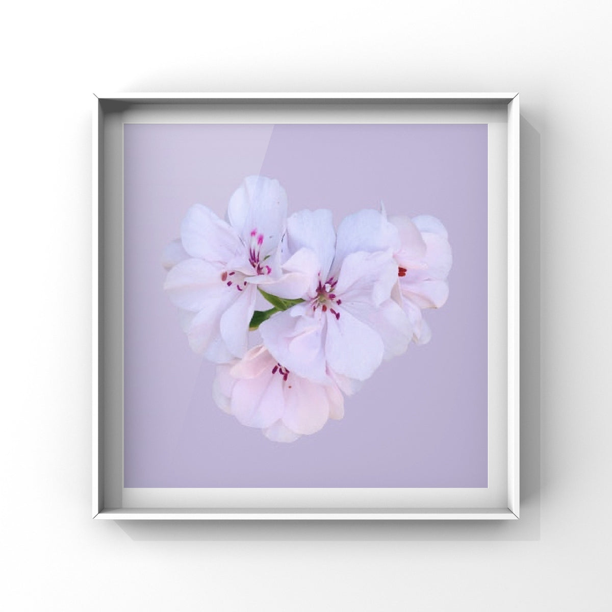 White and Blush Pink Ivy Geranium Flowers Wall Art Printable, Floral Photography, Botanical Decor, Digital Download