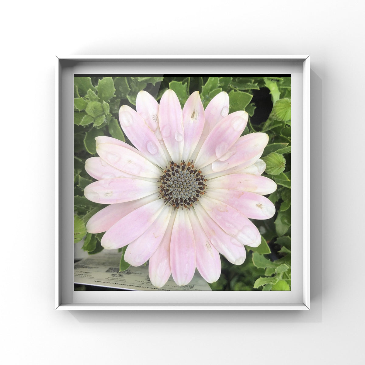 Light Pink and White Daisy Printable Wall Art, Soft Botanical Flower Photography, Digital Download