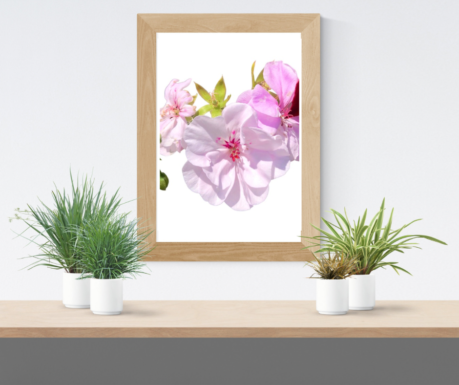 Light Pink Geranium Flowers Wall Art Printable, Elegant Botanical Photography, Floral Digital Download