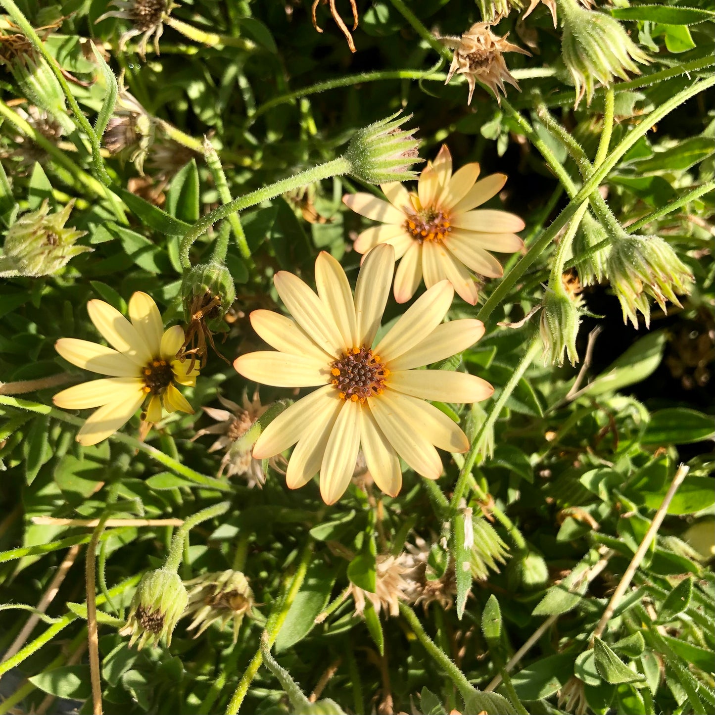 Yellow Daisy Wall Art Printable, Flower Photography, Bright Garden Bloom Decor, Botanical Digital Download