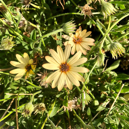 Yellow Daisy Wall Art Printable, Flower Photography, Bright Garden Bloom Decor, Botanical Digital Download