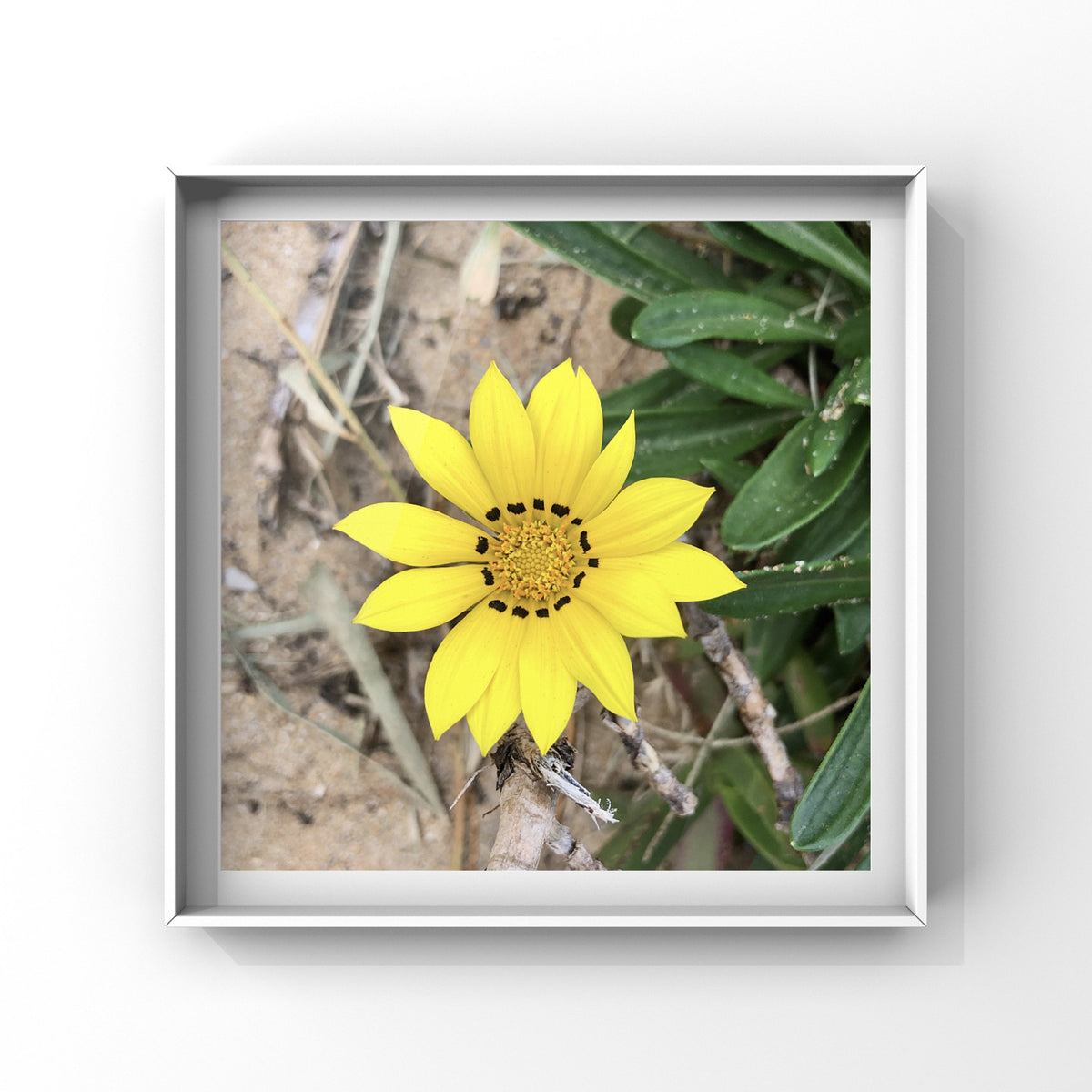 Yellow Gazania Wall Art Printable, Flower Photography, Bright Garden Bloom Decor, Botanical Digital Download