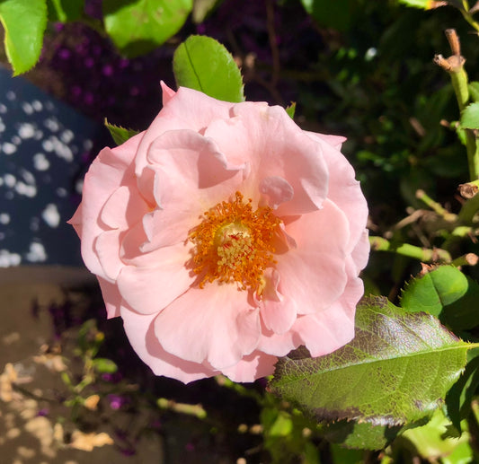 Blush Pink English Rose Wall Art Printable, Romantic Flower Photography, Elegant Botanical Decor, Floral Digital Download