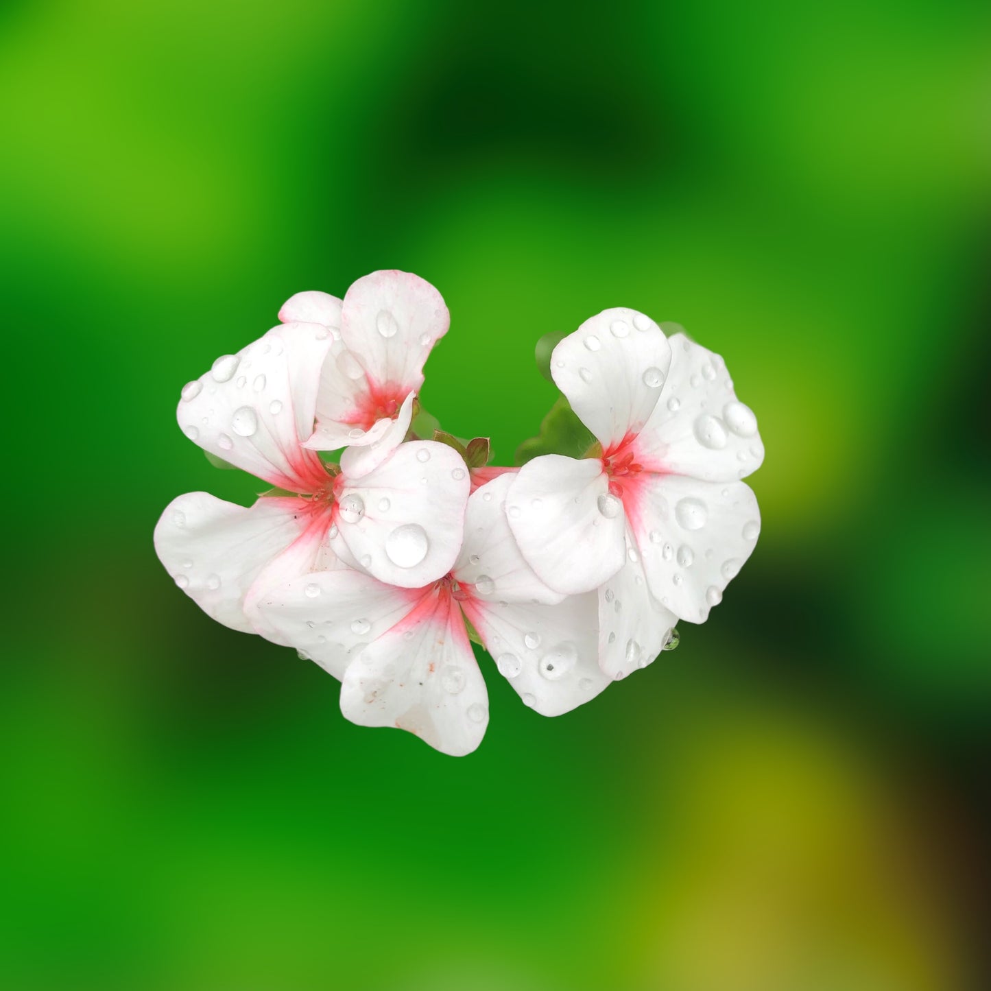 Pink and Red Garden Geraniums Wall Art Printable, Flower Photography, Elegant Botanical Decor, Digital Download