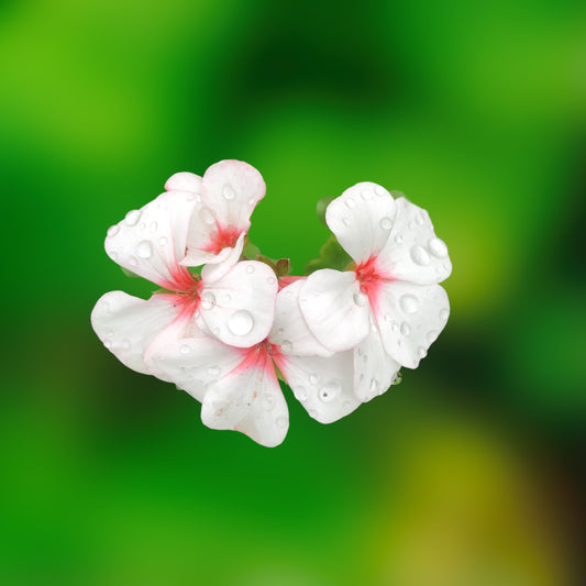 Pink and Red Garden Geraniums Wall Art Printable, Flower Photography, Elegant Botanical Decor, Digital Download