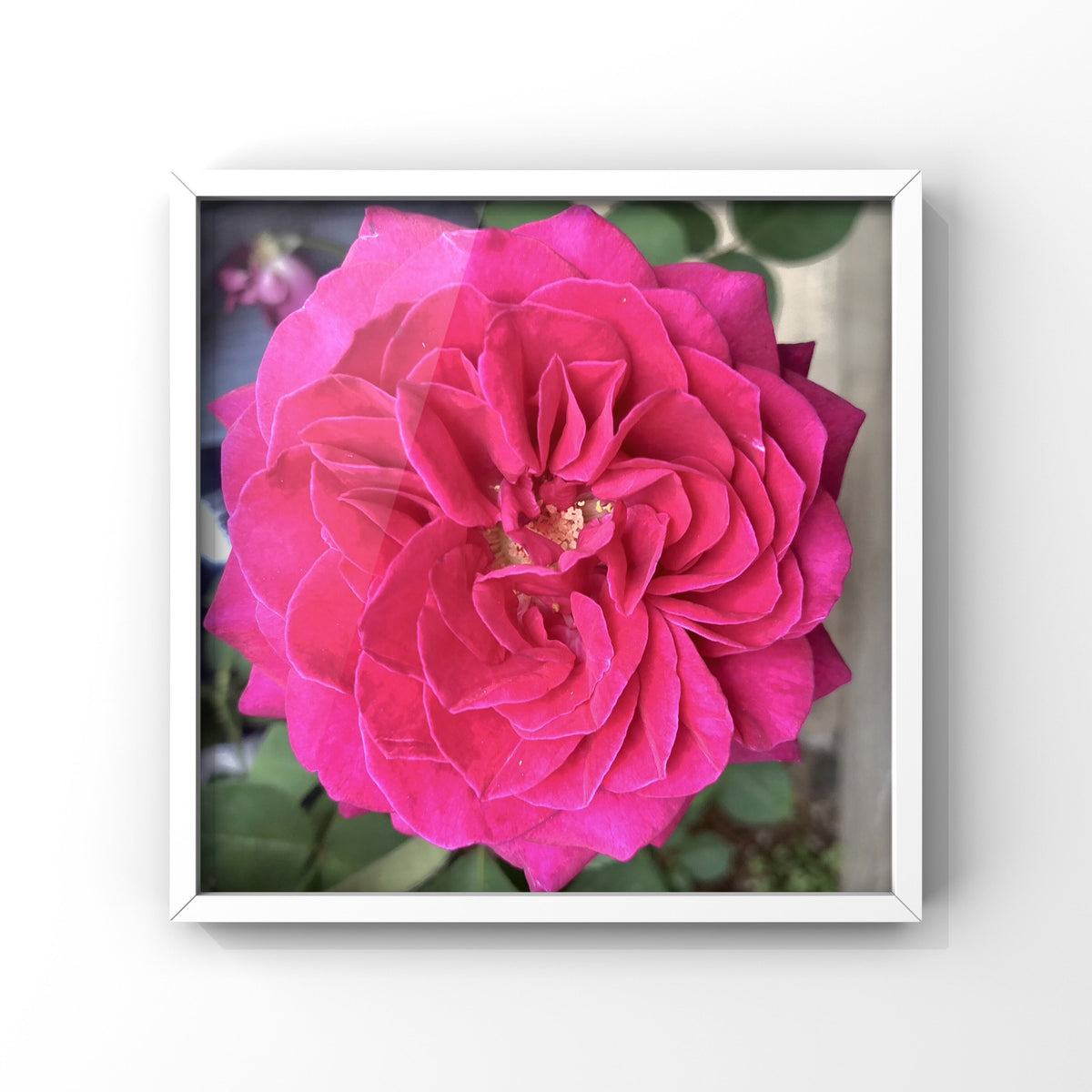 10 Rose Photography Bundle, Printable Floral Wall Art Collection, Botanical Decor, Digital Download