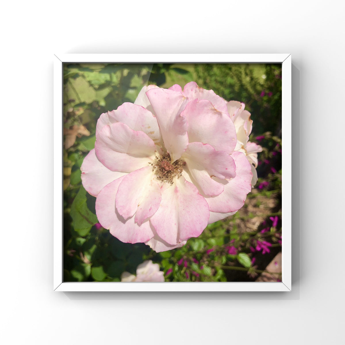 10 Rose Photography Bundle, Printable Floral Wall Art Collection, Botanical Decor, Digital Download