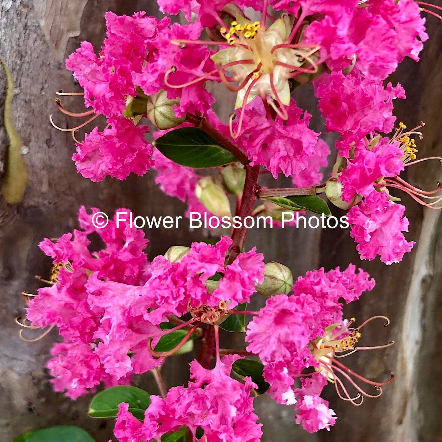 Cotton Candy Blooms | High-Resolution Digital Image For Personal Use