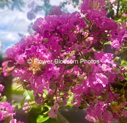 Blush Pink Blooms|High-Resolution Digital Image For Commercial Use