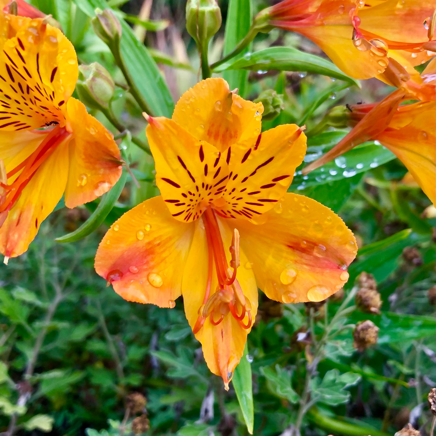 Peruvian Lily Wall Art Printable, Yellow Orange Flower Photography, Vibrant Botanical Decor, Digital Download