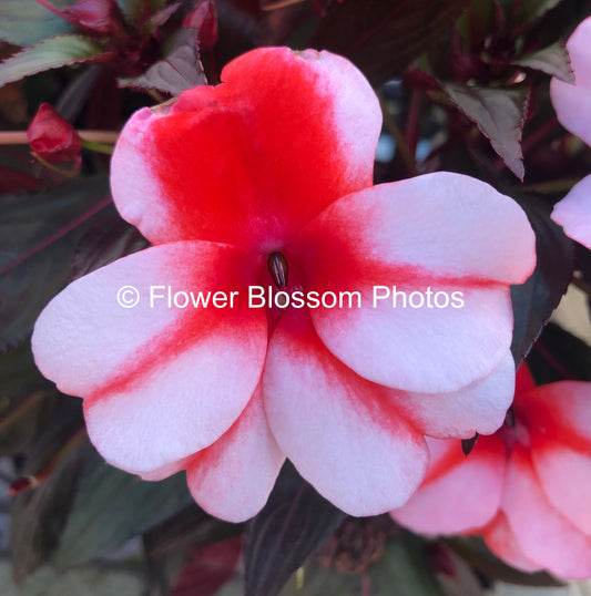 Red And White Floral Fusion| High-Resolution Digital Image For Commercial Use