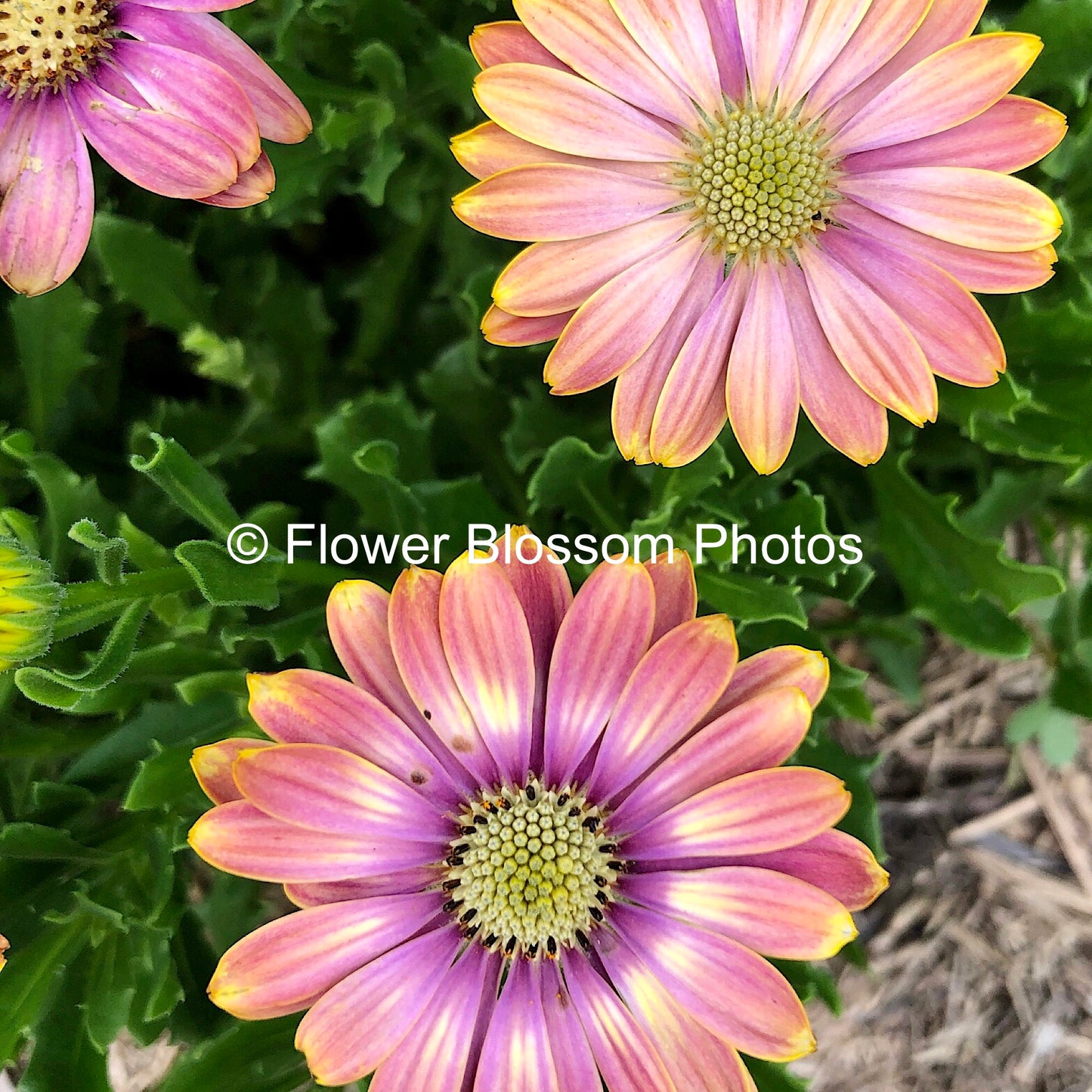 Soft Toned Blossoms| High-Resolution Digital Image For Personal Use