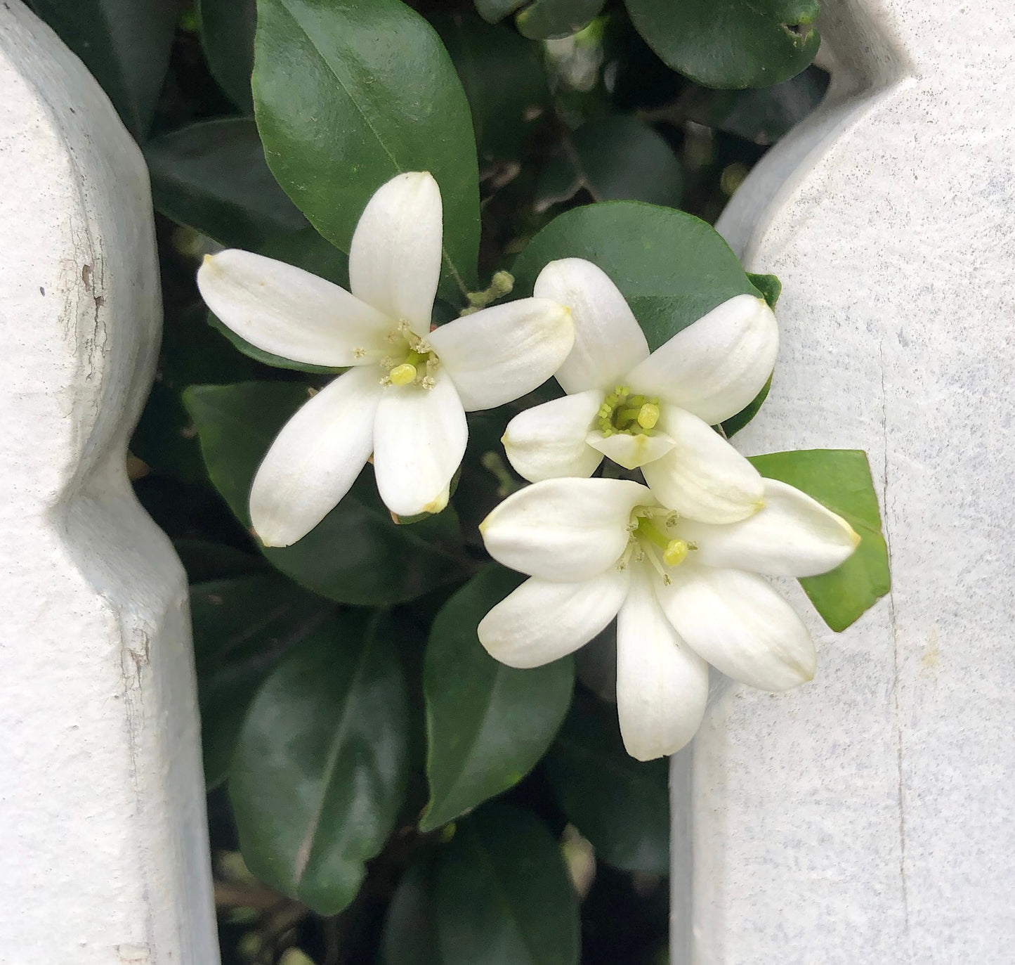 White Jasmine Flowers Printable Wall Art, Elegant Botanical Flower Photography, Digital Download
