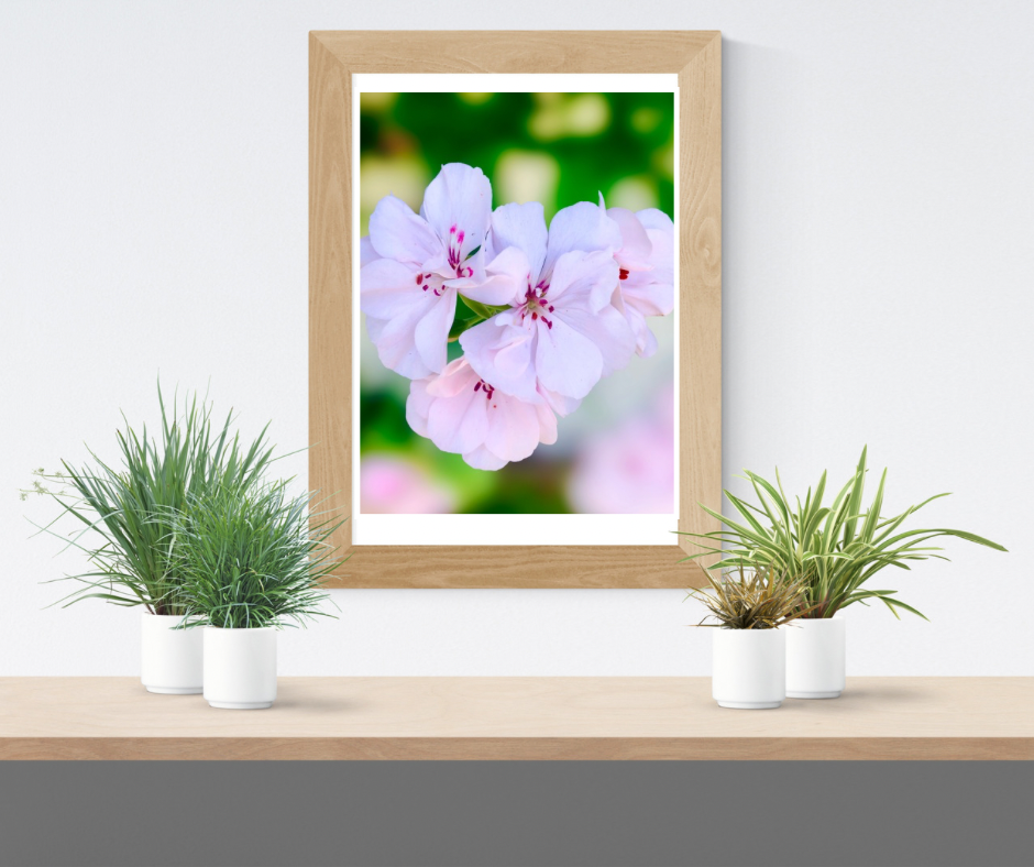Pink and White Geranium Wall Art Printable, Flower Photography, Elegant Botanical Decor, Digital Download