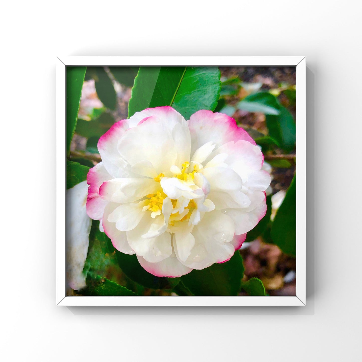 Pink and White Camellia Wall Art Printable, Flower Photography, Elegant Garden Bloom Decor, Botanical Digital Download