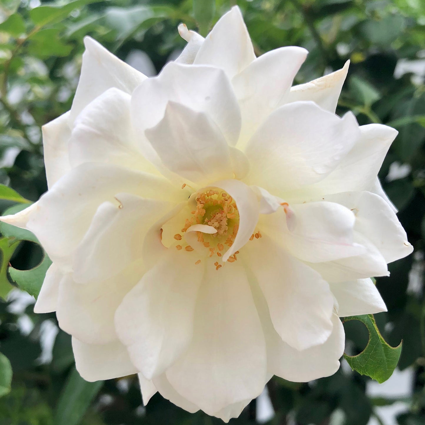 White Iceberg Rose Printable Wall Art, Elegant Botanical Flower Photography, Digital Download