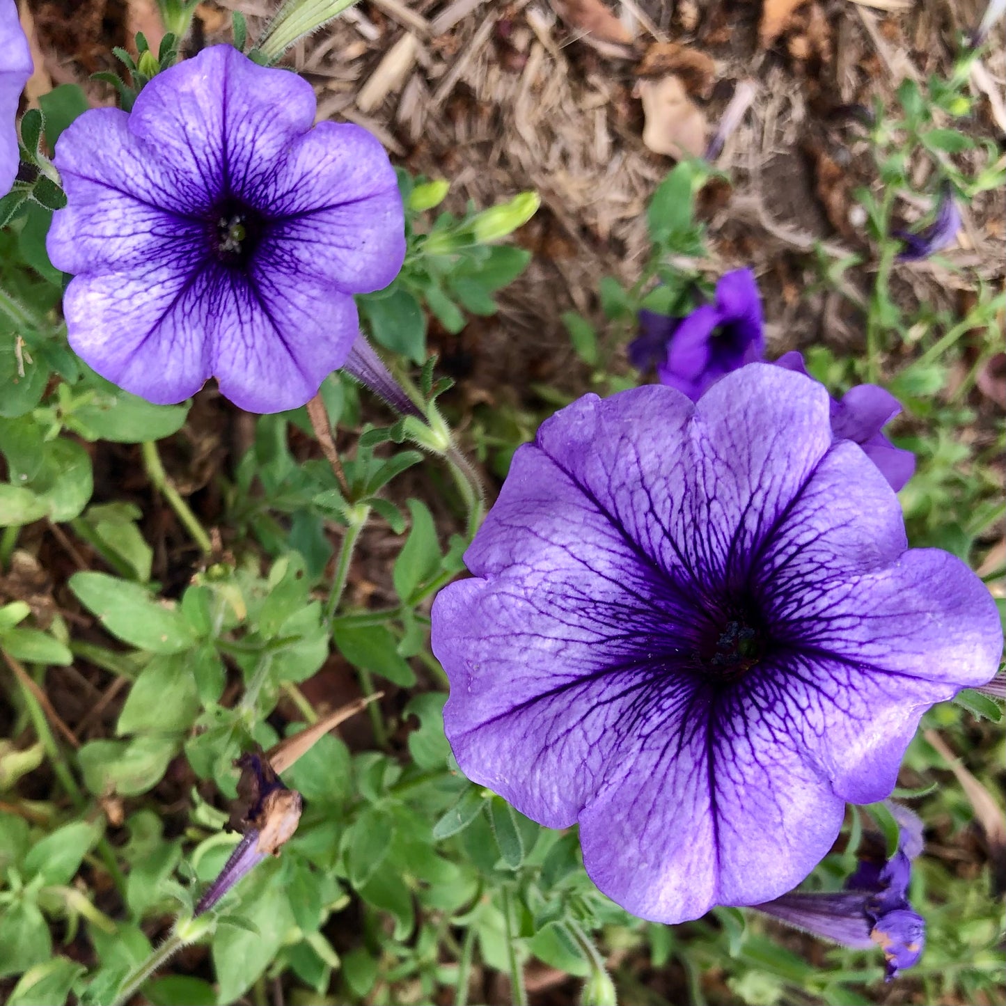 Purple Petunia Wall Art Printable, Flower Photography, Vibrant Garden Bloom Decor, Botanical Digital Download