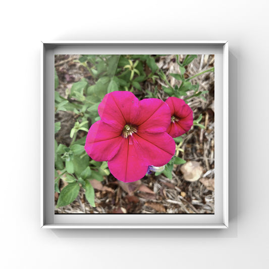 Bright Pink Petunia Wall Art Printable, Flower Photography, Vibrant Garden Bloom Decor, Botanical Digital Download