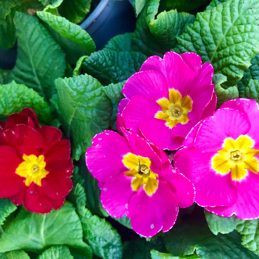 Bright Pink Primrose Flower, Vibrant Floral Photography, Colourful Botanical Decor, Pink Flower Digital Download