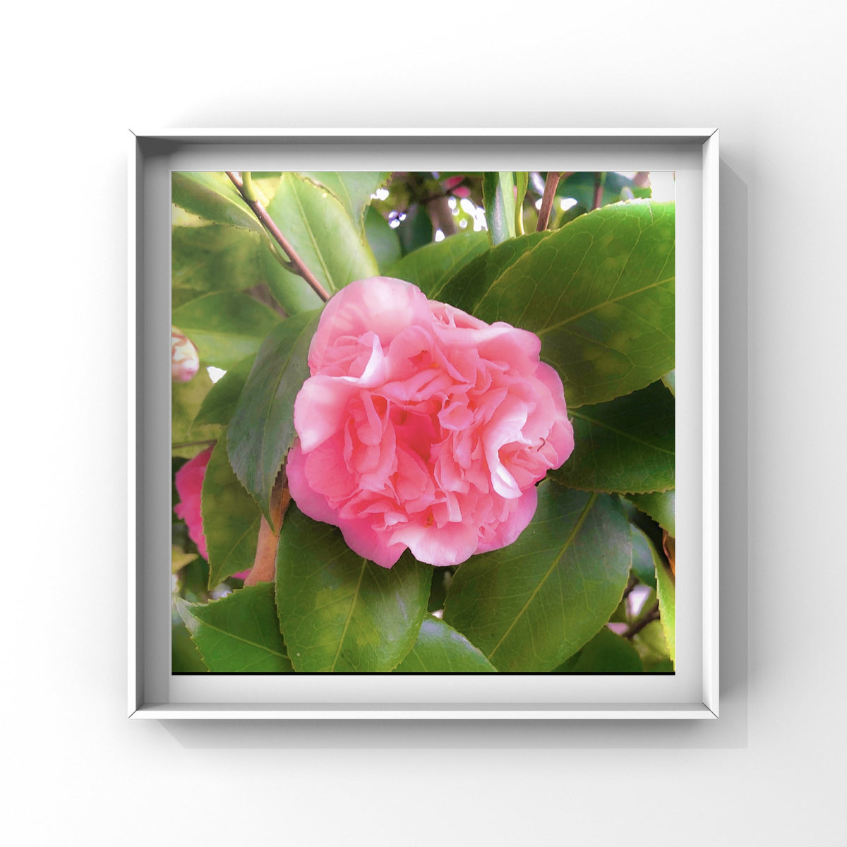 Pink Camellia Flower Wall Art Printable, Elegant Botanical Photography, Floral Digital Download