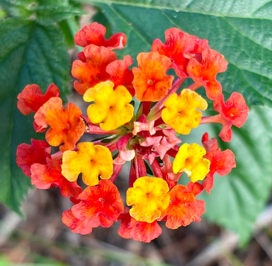 Orange Yellow Lantana Camara Wall Art Printable, Flower Photography, Colourful Garden Bloom Decor, Botanical Digital Download