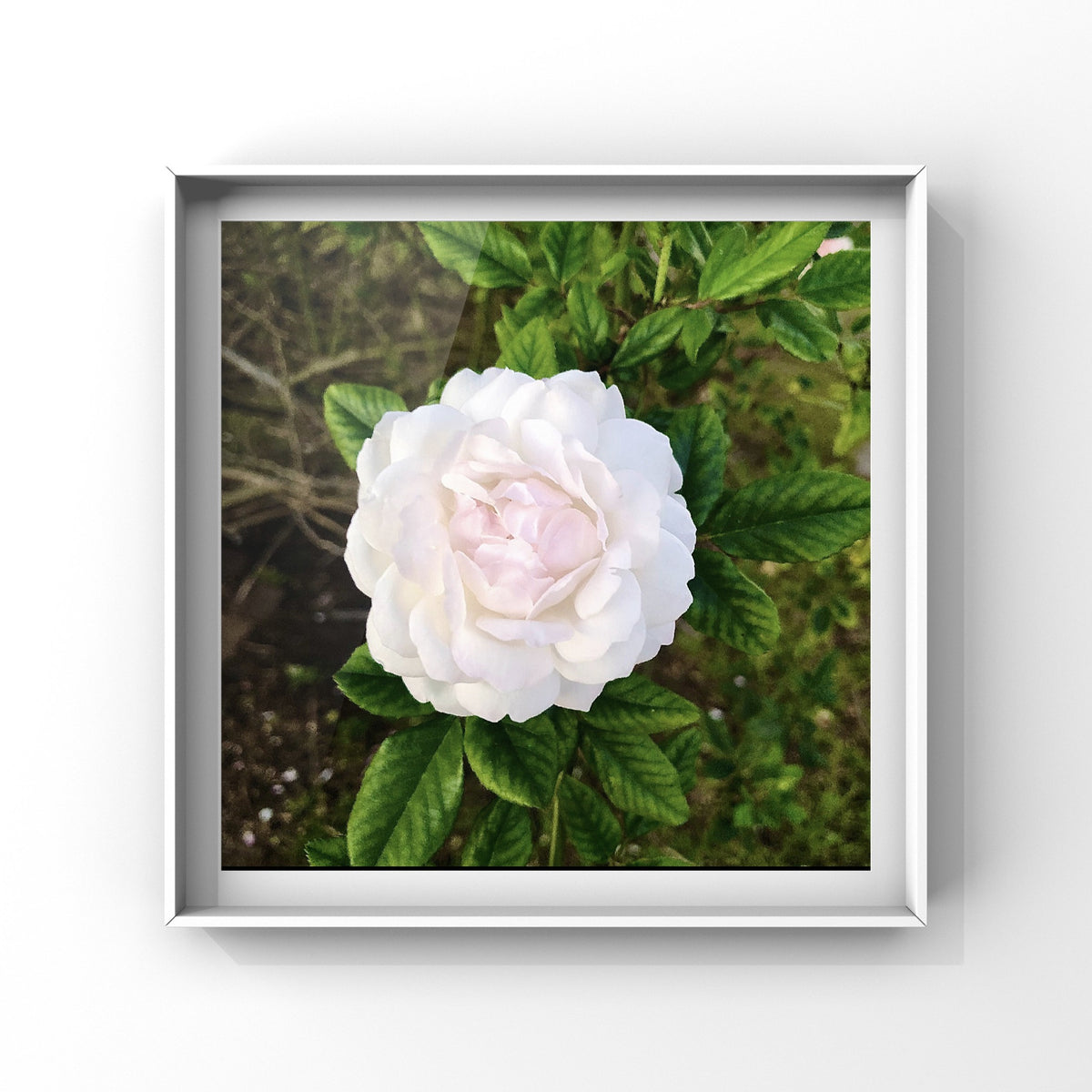 White Rose Wall Art Printable, Floral Photography, Botanical Decor, Digital Download