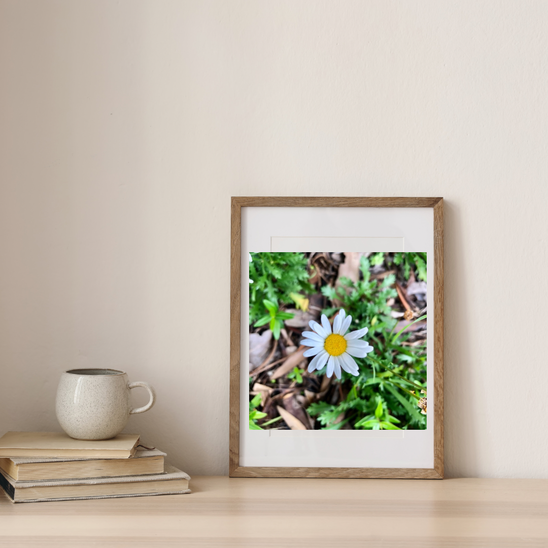 Small White Daisy Printable Wall Art, Minimalist Botanical Flower Photography, Digital Download