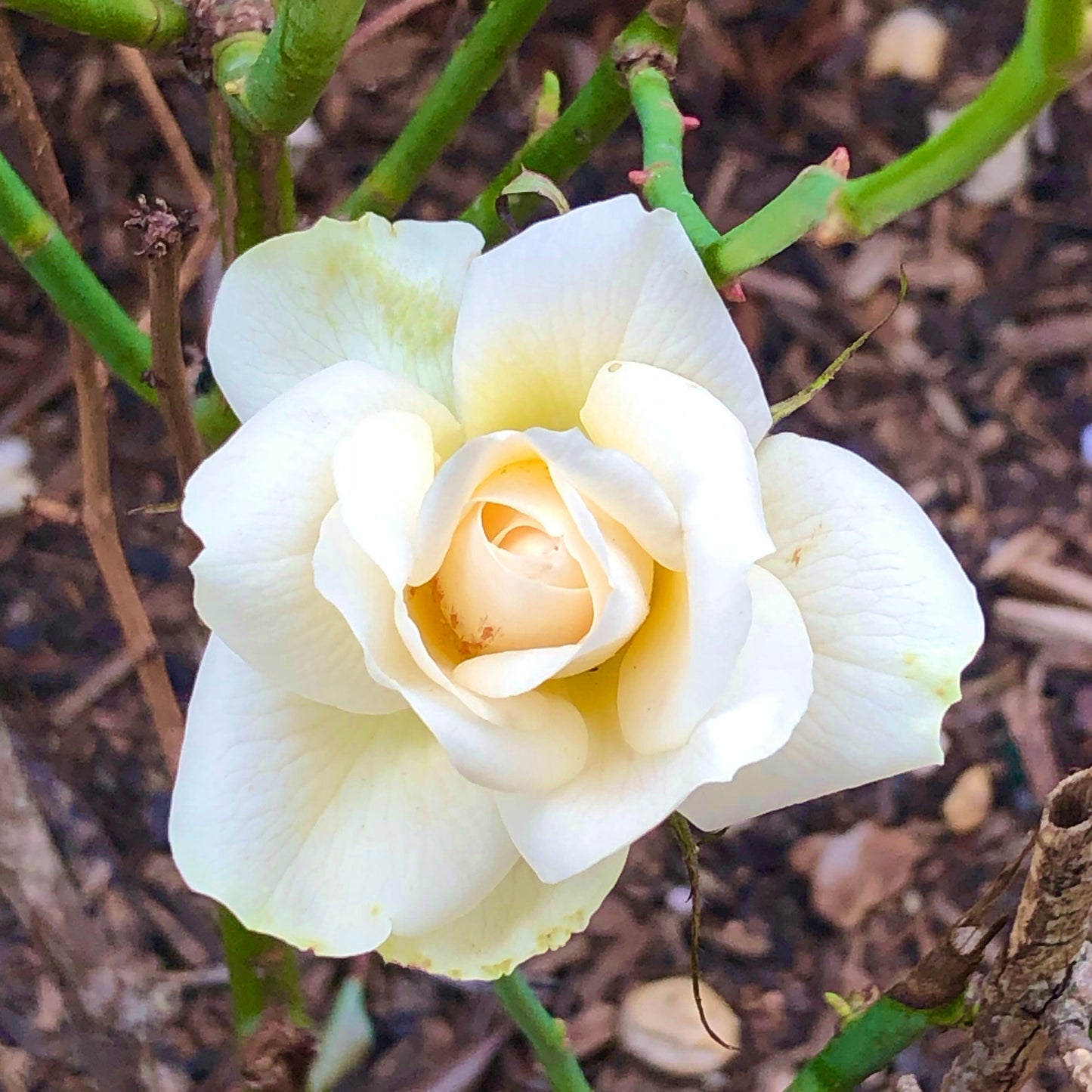 White Garden Rose Wall Art Printable, Floral Photography, Botanical Decor, Digital Download
