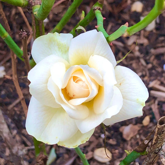 White Garden Rose Wall Art Printable, Floral Photography, Botanical Decor, Digital Download