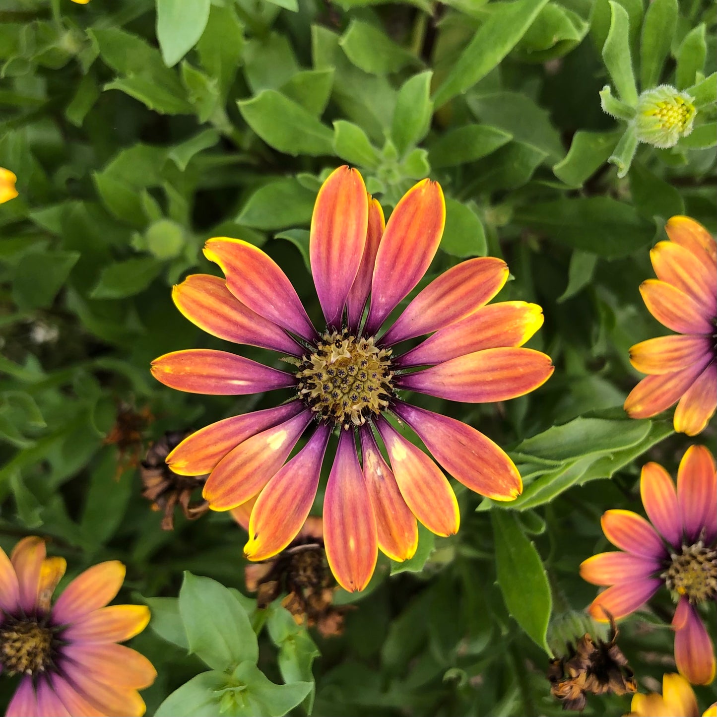 Orange Daisy Flower Wall Art Printable, Bright Botanical Photography, Sunny Floral Home Decor, Digital Download