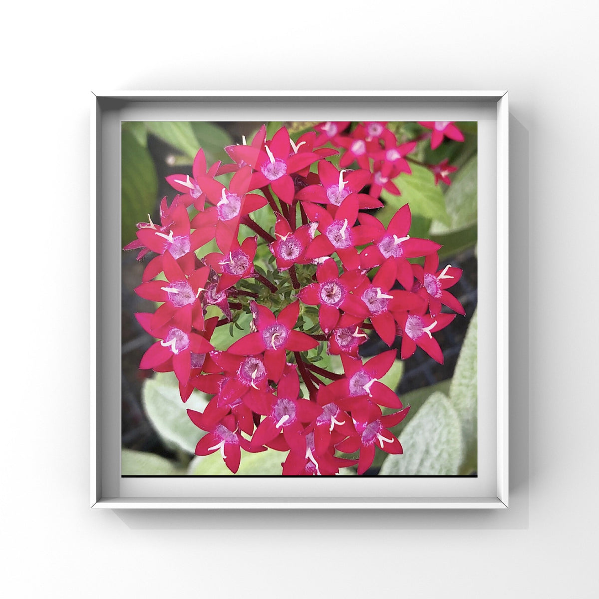 Cluster of Starflowers Printable Wall Art, Delicate Botanical Flower Photography, Digital Download