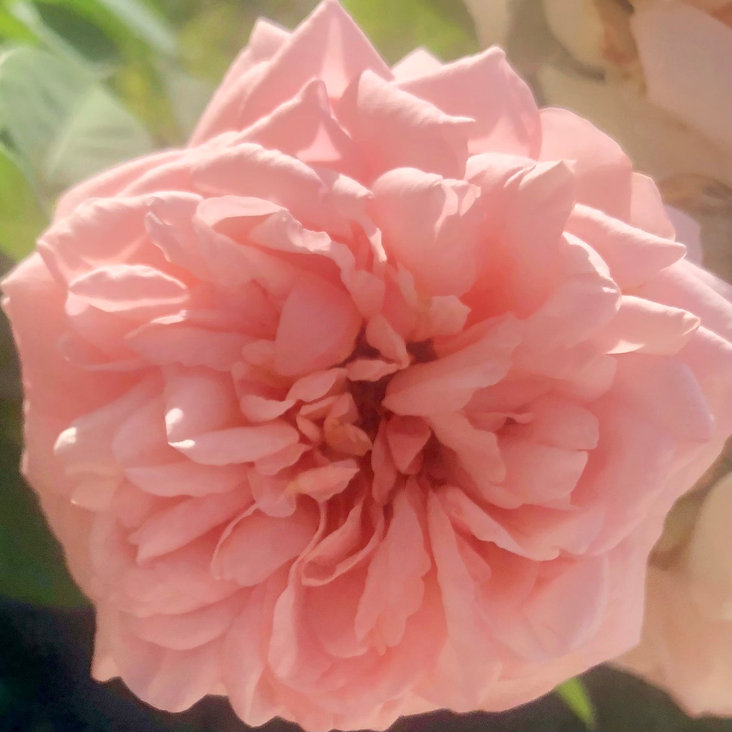 Soft Blush Pink Rose Wall Art Printable, Garden Rose Photography, Elegant Botanical Decor, Floral Digital Download