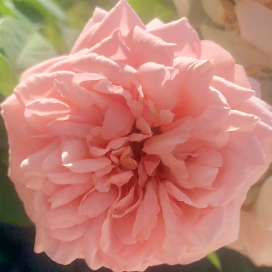 Soft Blush Pink Rose Wall Art Printable, Garden Rose Photography, Elegant Botanical Decor, Floral Digital Download