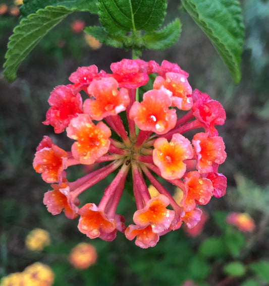 Lantana Flower Printable Wall Art – Bright Multicolour Garden Bloom – Digital Download