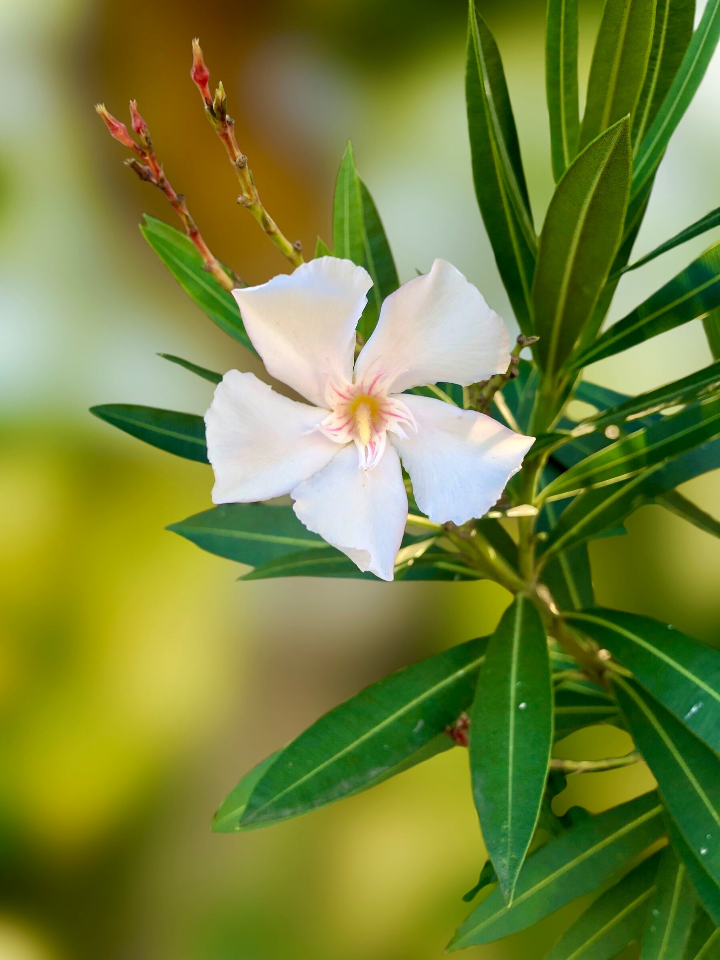 Small White Oleander Flower Wall Art Printable, Elegant Botanical Photography, Floral Digital Download