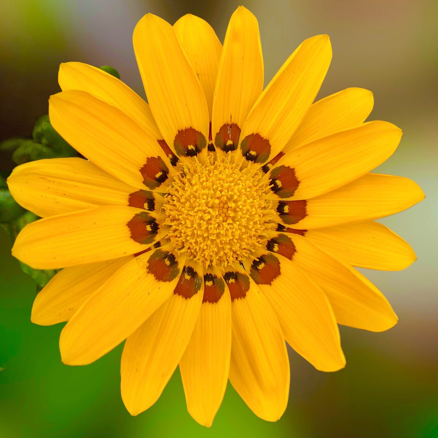Yellow and Brown Gazania Flower Wall Art Printable, Flower Photography, Elegant Botanical Decor, Digital Download