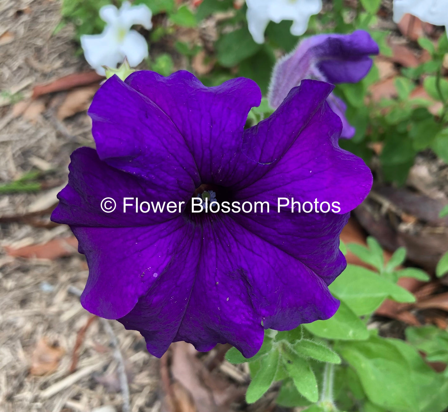 Purple Floral Harmony| High-Resolution Digital Image For Commercial Use