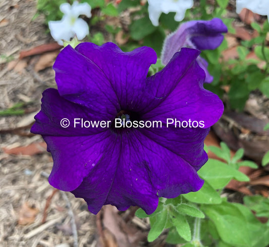 Purple Floral Harmony| High-Resolution Digital Image For Commercial Use