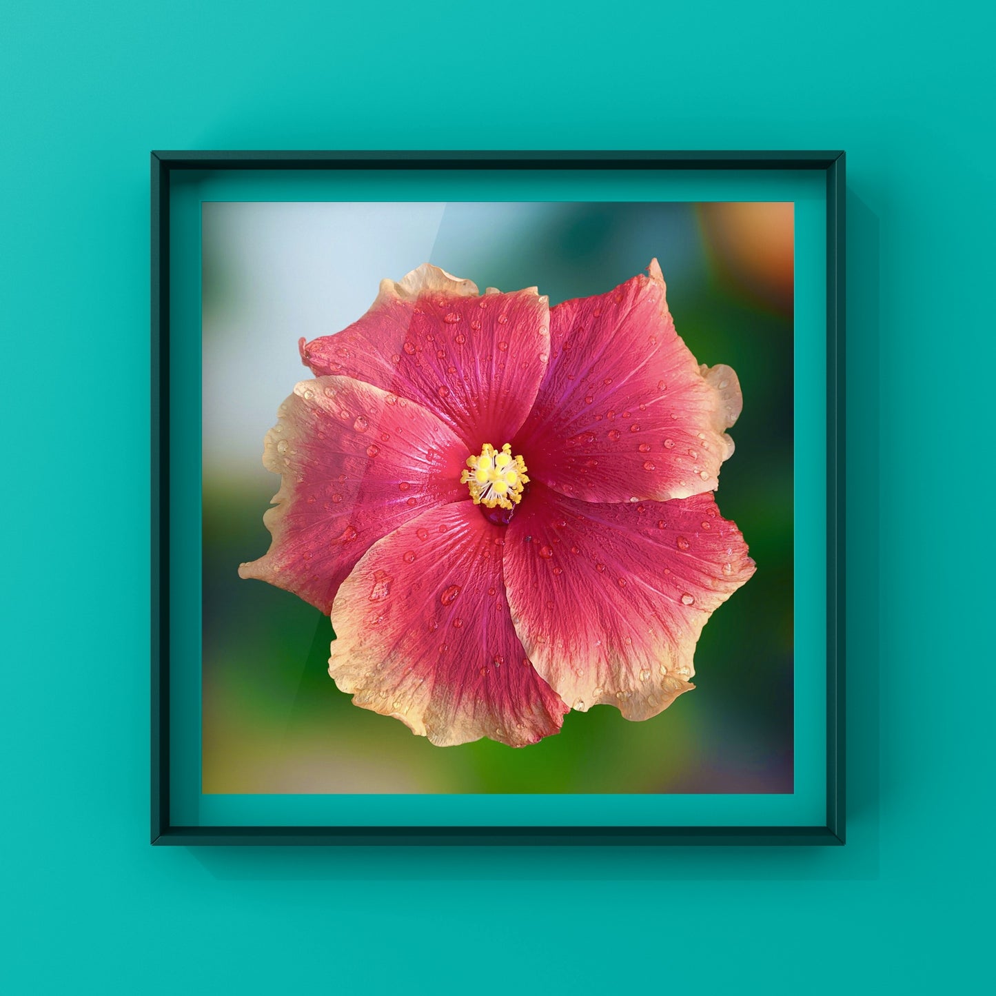 Hibiscus Flower Wall Art Bundle, 10 Botanical Photography Prints, Colour Collection, Digital Download