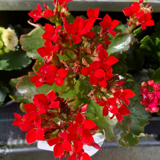 Bright Red Flowers, Wall Art Printable, Vibrant Floral Photography, Bold Botanical Decor, Red Flower Digital Download